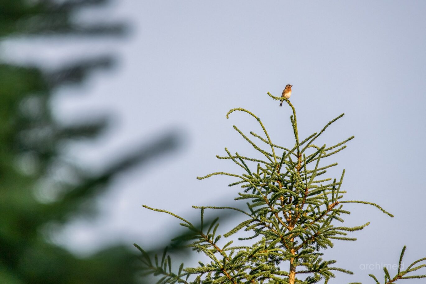 740 Allée Royale  Mont-Tremblant (Laurentides)