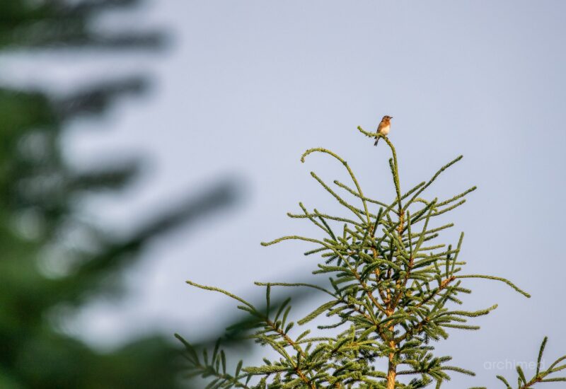 740 Allée Royale  Mont-Tremblant (Laurentides)