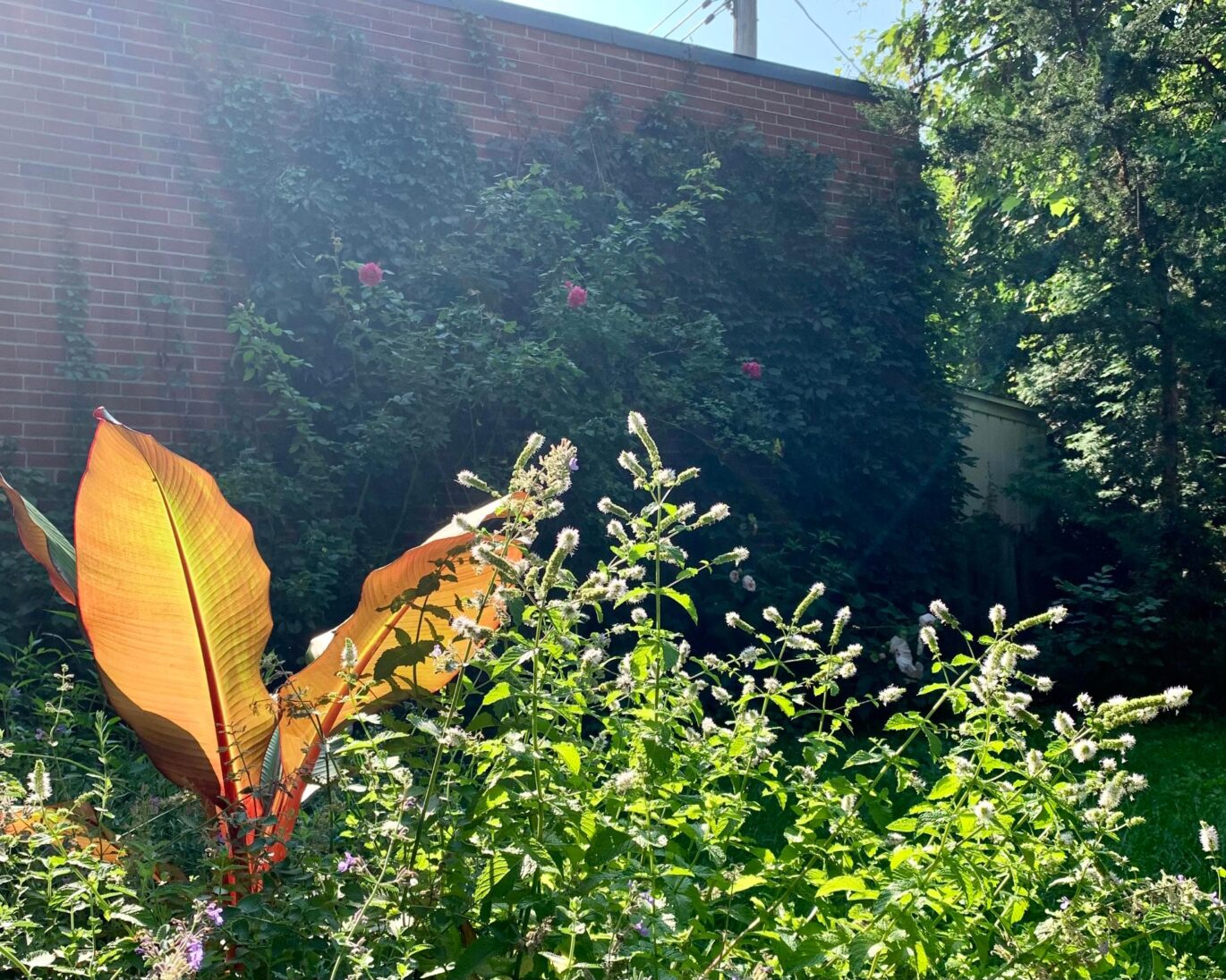 7990 Av. Wiseman  Montréal (Villeray/Saint-Michel/Parc-Extension) (Montréal)