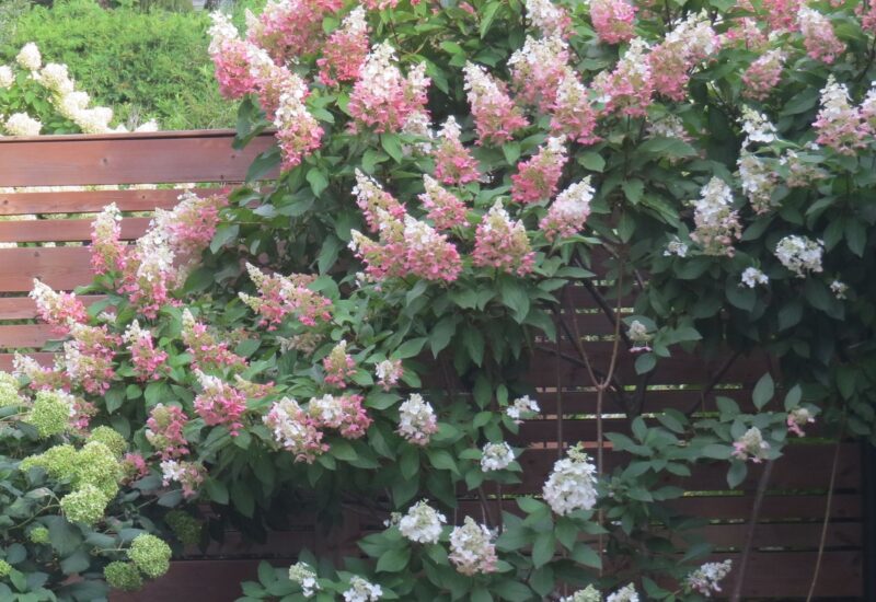 354 Av. de Dulwich  Saint-Lambert (Montérégie)