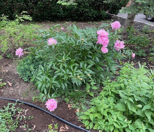 354 Av. de Dulwich  Saint-Lambert (Montérégie)