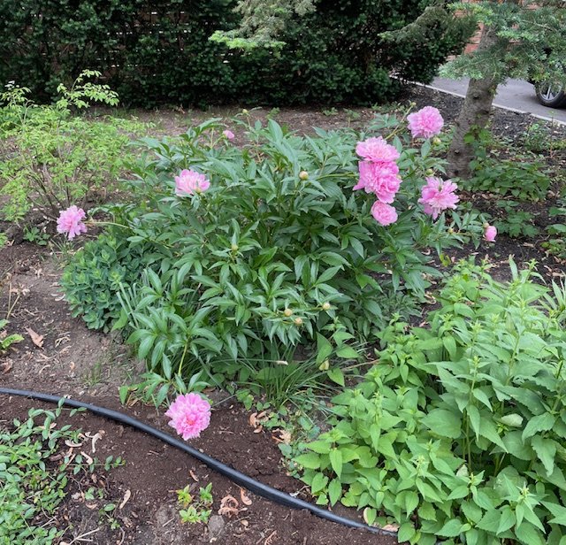 354 Av. de Dulwich  Saint-Lambert (Montérégie)