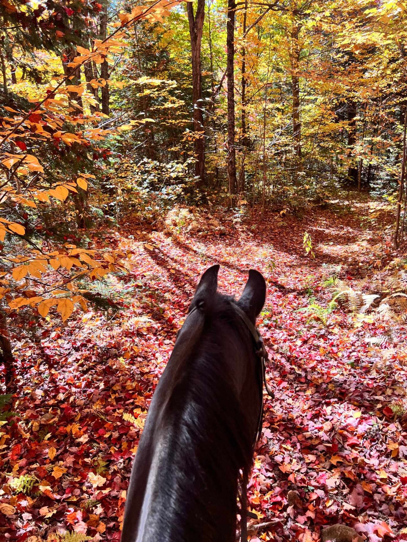 340 Ch. de Chertsey  Sainte-Marguerite-du-Lac-Masson (Laurentides)