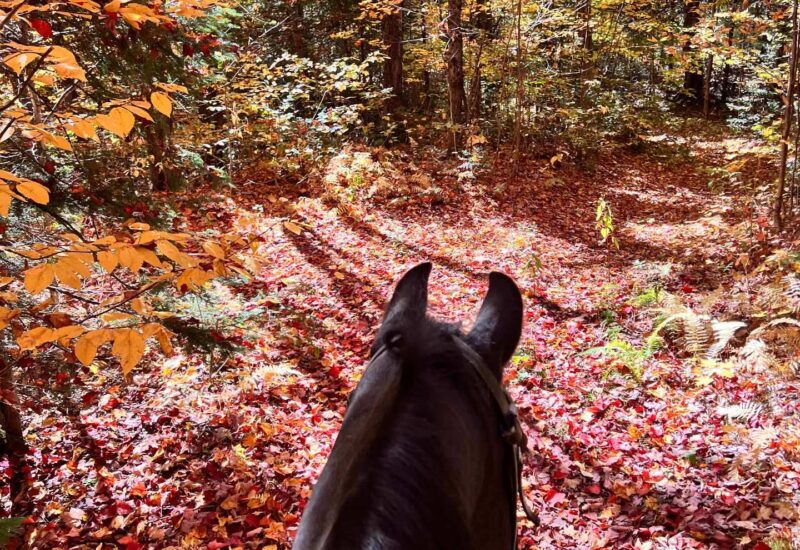 340 Ch. de Chertsey  Sainte-Marguerite-du-Lac-Masson (Laurentides)