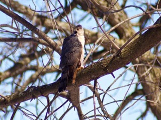 2211 Ch. du Bord-du-Lac  Montréal (L&rsquo;Île-Bizard/Sainte-Geneviève) (Montréal)