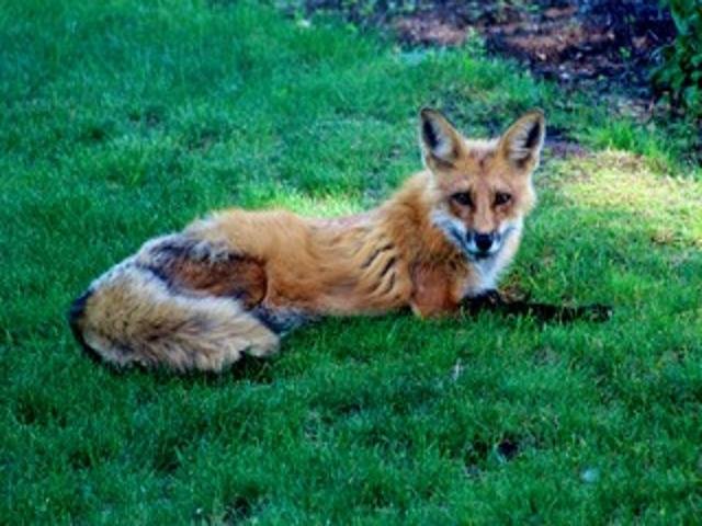 2211 Ch. du Bord-du-Lac  Montréal (L&rsquo;Île-Bizard/Sainte-Geneviève) (Montréal)