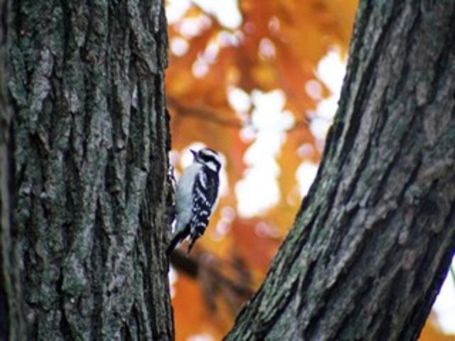 2211 Ch. du Bord-du-Lac  Montréal (L&rsquo;Île-Bizard/Sainte-Geneviève) (Montréal)