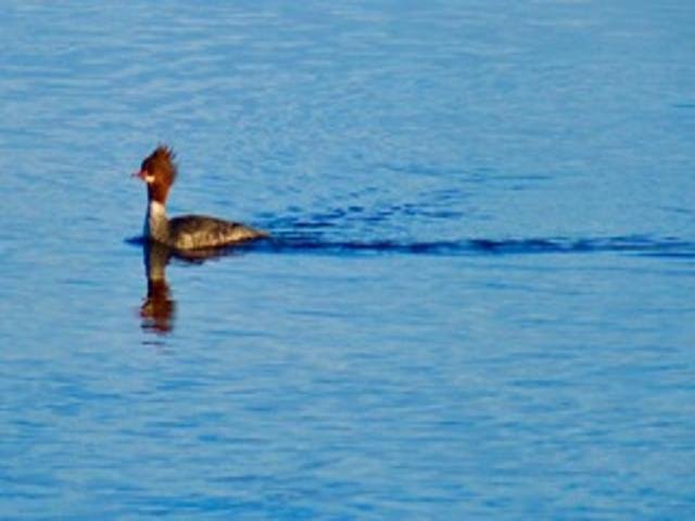 2211 Ch. du Bord-du-Lac  Montréal (L&rsquo;Île-Bizard/Sainte-Geneviève) (Montréal)