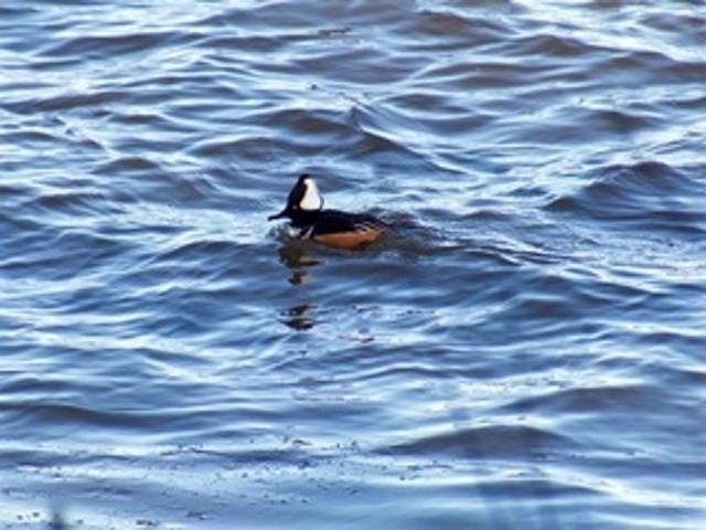 2211 Ch. du Bord-du-Lac  Montréal (L&rsquo;Île-Bizard/Sainte-Geneviève) (Montréal)