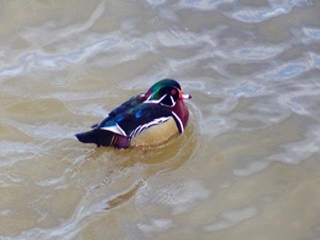 2211 Ch. du Bord-du-Lac  Montréal (L&rsquo;Île-Bizard/Sainte-Geneviève) (Montréal)