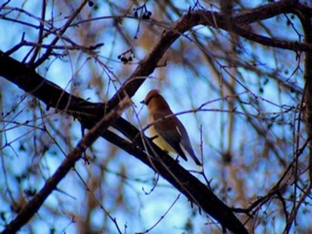 2211 Ch. du Bord-du-Lac  Montréal (L&rsquo;Île-Bizard/Sainte-Geneviève) (Montréal)