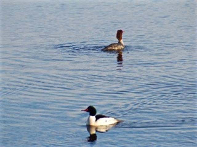 2211 Ch. du Bord-du-Lac  Montréal (L&rsquo;Île-Bizard/Sainte-Geneviève) (Montréal)