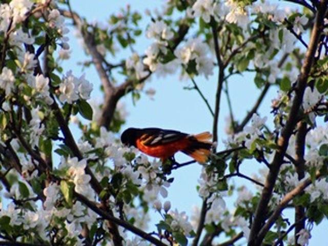 2211 Ch. du Bord-du-Lac  Montréal (L&rsquo;Île-Bizard/Sainte-Geneviève) (Montréal)