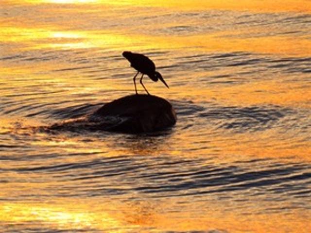 2211 Ch. du Bord-du-Lac  Montréal (L&rsquo;Île-Bizard/Sainte-Geneviève) (Montréal)
