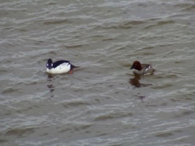 2211 Ch. du Bord-du-Lac  Montréal (L&rsquo;Île-Bizard/Sainte-Geneviève) (Montréal)