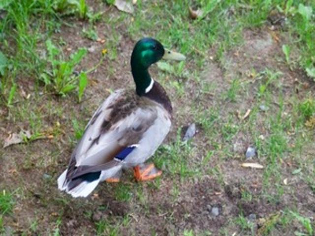 2211 Ch. du Bord-du-Lac  Montréal (L&rsquo;Île-Bizard/Sainte-Geneviève) (Montréal)