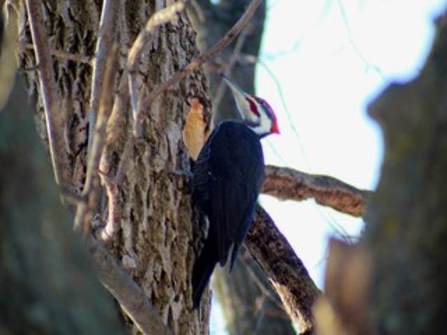 2211 Ch. du Bord-du-Lac  Montréal (L&rsquo;Île-Bizard/Sainte-Geneviève) (Montréal)