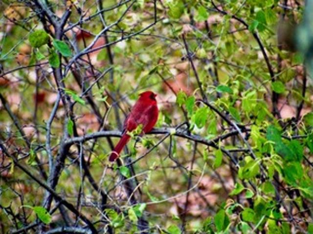 2211 Ch. du Bord-du-Lac  Montréal (L&rsquo;Île-Bizard/Sainte-Geneviève) (Montréal)