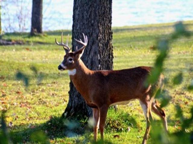2211 Ch. du Bord-du-Lac  Montréal (L&rsquo;Île-Bizard/Sainte-Geneviève) (Montréal)