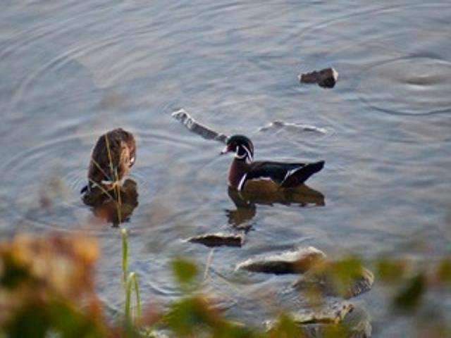 2211 Ch. du Bord-du-Lac  Montréal (L&rsquo;Île-Bizard/Sainte-Geneviève) (Montréal)