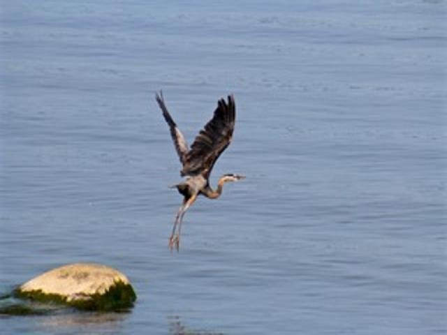 2211 Ch. du Bord-du-Lac  Montréal (L&rsquo;Île-Bizard/Sainte-Geneviève) (Montréal)