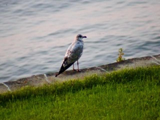 2211 Ch. du Bord-du-Lac  Montréal (L&rsquo;Île-Bizard/Sainte-Geneviève) (Montréal)