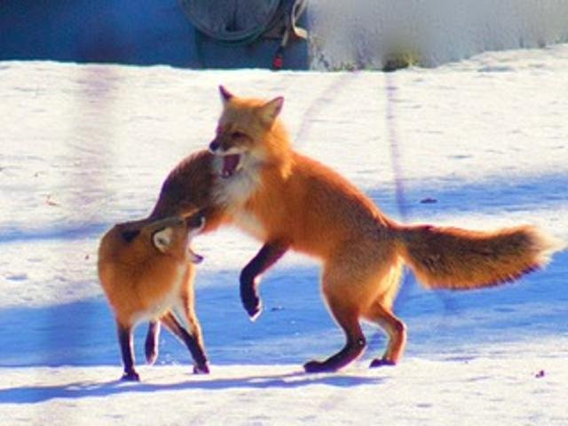 2211 Ch. du Bord-du-Lac  Montréal (L&rsquo;Île-Bizard/Sainte-Geneviève) (Montréal)