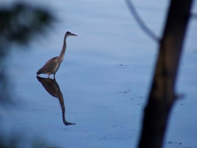 2211 Ch. du Bord-du-Lac  Montréal (L&rsquo;Île-Bizard/Sainte-Geneviève) (Montréal)
