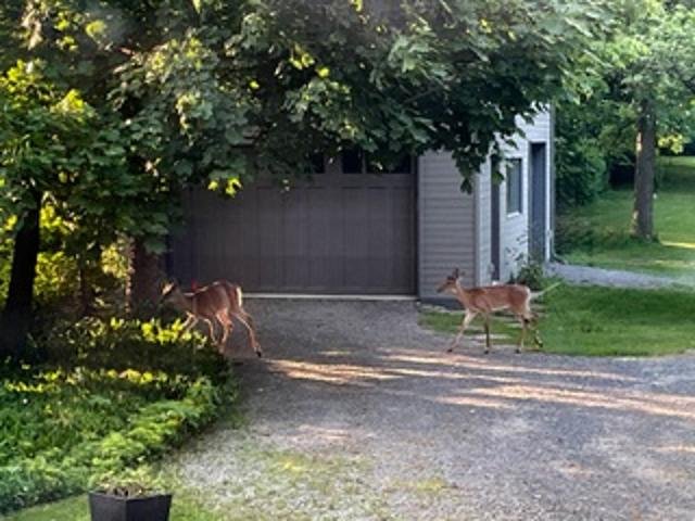 2211 Ch. du Bord-du-Lac  Montréal (L&rsquo;Île-Bizard/Sainte-Geneviève) (Montréal)