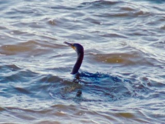 2211 Ch. du Bord-du-Lac  Montréal (L&rsquo;Île-Bizard/Sainte-Geneviève) (Montréal)