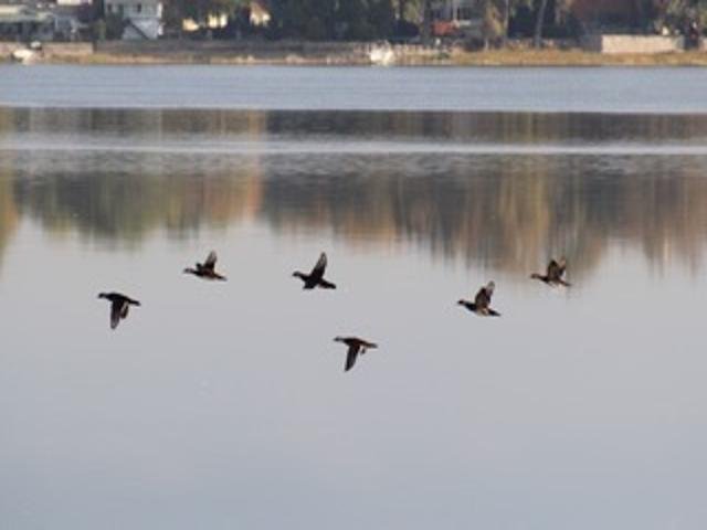 2211 Ch. du Bord-du-Lac  Montréal (L&rsquo;Île-Bizard/Sainte-Geneviève) (Montréal)