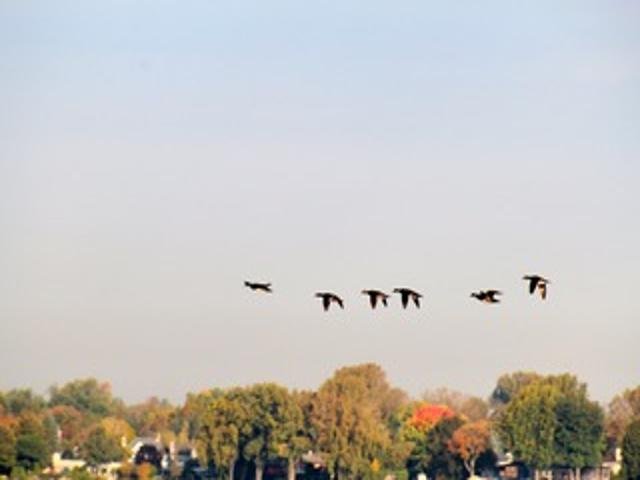 2211 Ch. du Bord-du-Lac  Montréal (L&rsquo;Île-Bizard/Sainte-Geneviève) (Montréal)