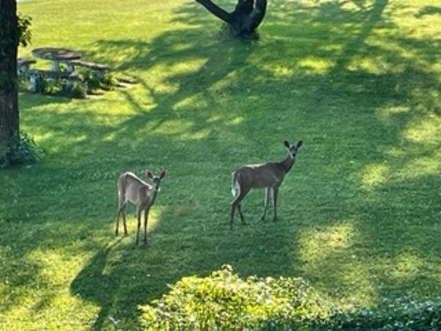2211 Ch. du Bord-du-Lac  Montréal (L&rsquo;Île-Bizard/Sainte-Geneviève) (Montréal)