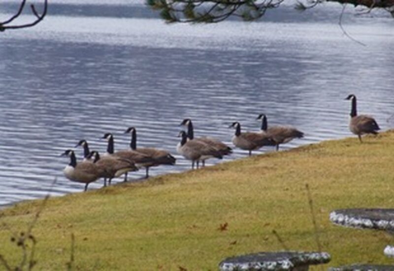 2211 Ch. du Bord-du-Lac Montréal (L&rsquo;Île-Bizard/Sainte-Geneviève) (Montréal)